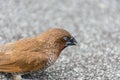 Bird (Scaly-breasted Munia) in a nature wild Royalty Free Stock Photo