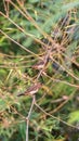 Bird (Scaly-breasted Munia) in a nature wild Royalty Free Stock Photo