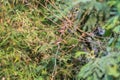 Bird (Scaly-breasted Munia) in a nature wild Royalty Free Stock Photo