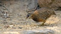 Bird, Scaly-breasted Partridge Arborophila chioropus Royalty Free Stock Photo