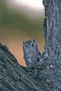 Bird-Screech owl
