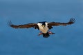 Bird on the sea coast. Face fly. Bird in fly with blue ocean. Imperial Shag, Phalacrocorax atriceps, cormorant in flight, dark blu Royalty Free Stock Photo