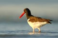 Bird in the sea coast. Oystercatcher, Heamatopus ostralegus, water bird in the wave, with open red bill,Norway. Sea bird with even Royalty Free Stock Photo