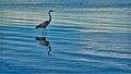 Bird in the sea in the sea Royalty Free Stock Photo