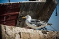 Bird. Seagul in the sun.