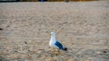 Bird Seagull on the beach Royalty Free Stock Photo