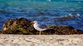 Bird Seagull on the beach