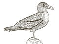 Bird seagull coloring book for adults vector