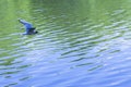 Bird seagull flies over blue water Royalty Free Stock Photo