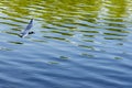 Bird seagull flies over the blue water of the ocean sea Royalty Free Stock Photo