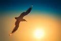 Bird Seagull flying against the background of the sunset setting sun