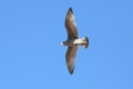 Bird Seagull flying against the sky Royalty Free Stock Photo