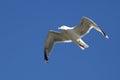 Bird Seagull flying against the sky Royalty Free Stock Photo