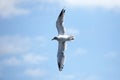 Bird Seagull flying against the sky Royalty Free Stock Photo