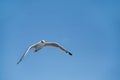 Bird seagull flying in the sky over the sea Royalty Free Stock Photo