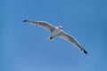 Bird seagull flying in the sky over the sea Royalty Free Stock Photo