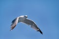 Bird seagull flying in the sky over the sea Royalty Free Stock Photo