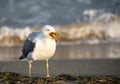 bird seagull by the Mediterranean seaon the beach with opened be Royalty Free Stock Photo