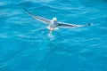 Bird seagull on sea water in ocean
