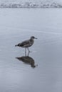 Bird Seagull. Seagull on the beach. Seagull reflections in the water at the beach Royalty Free Stock Photo