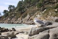 Beautiful seagull on the rocks of an idyllic beach in the north of Spain, Islas CÃÂ­es Royalty Free Stock Photo