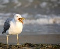 bird seagull in summer on the beach Royalty Free Stock Photo