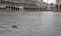 bird seagull on the water in Saint Mark Square in Venice in Ital Royalty Free Stock Photo