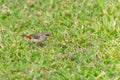 Small red munia female bird searching for seed in grass