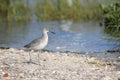 Bird on Seashore