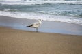 Bird at the seashore