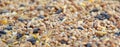 Bird seed background Royalty Free Stock Photo