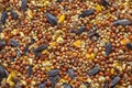 Bird Seed Background Royalty Free Stock Photo