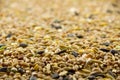 Bird seed, differential focus Royalty Free Stock Photo