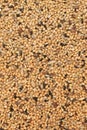 Bird seed mix Royalty Free Stock Photo