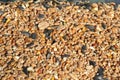 Bird seed texture background. Royalty Free Stock Photo