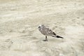 Segull sitting on the sand at beach Royalty Free Stock Photo