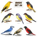 Bird set cartoon colorful vector illustration Royalty Free Stock Photo