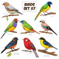 Bird set cartoon colorful vector illustration Royalty Free Stock Photo