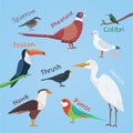 Bird set cartoon colorful vector illustration. eps 10. Royalty Free Stock Photo
