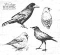 Bird set, hand-drawn illustration Royalty Free Stock Photo