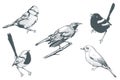 Bird set vector art illustration Royalty Free Stock Photo