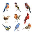Bird set watercolor illustration. Finch, red cardinal, eastern bluebird, goldfinch, robin, wren image. Realistic garden