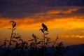 a bird setting on tree against cloud sky beautiful sunset presenting a dramatic view Royalty Free Stock Photo