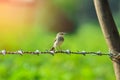 bird setting on wire and sunlight Royalty Free Stock Photo