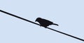 Bird shadow over a electric line vectorized