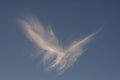 Bird shaped cloud