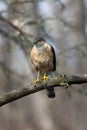 Bird 2 - Sharp-shinned Hawk - Accipiter striatus