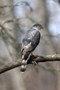 Bird - Sharp-shinned Hawk - Accipiter striatus