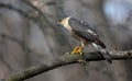 Bird 3 - Sharp-shinned Hawk - Accipiter striatus