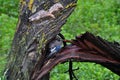 Bird Sheltering Broken Tree
